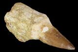 Fossil Rooted Mosasaur (Prognathodon) Tooth - Morocco #116910-1